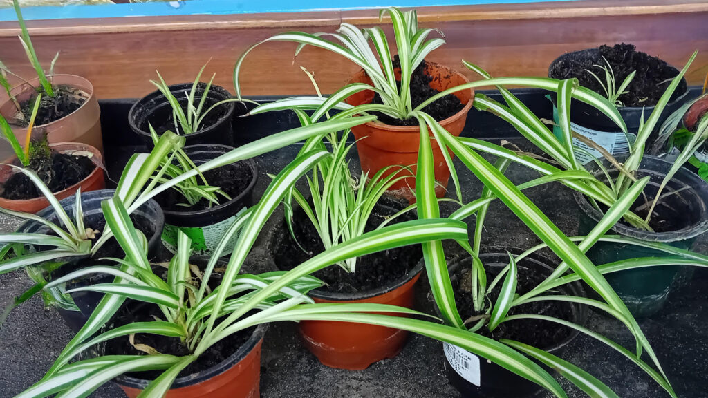 Social media image of a Gardening Club update about potting spider plantlets (24/01/25)