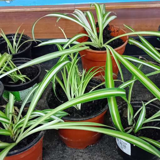 Social media image of a Gardening Club update about potting spider plantlets (24/01/25)