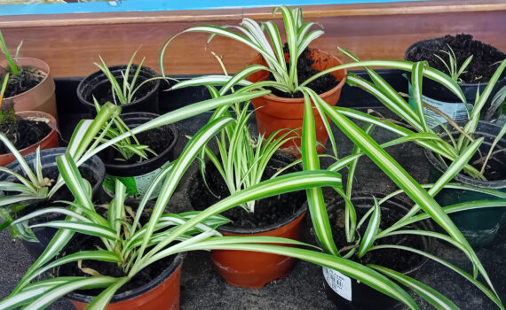 Social media image of a Gardening Club update about potting spider plantlets (24/01/25)