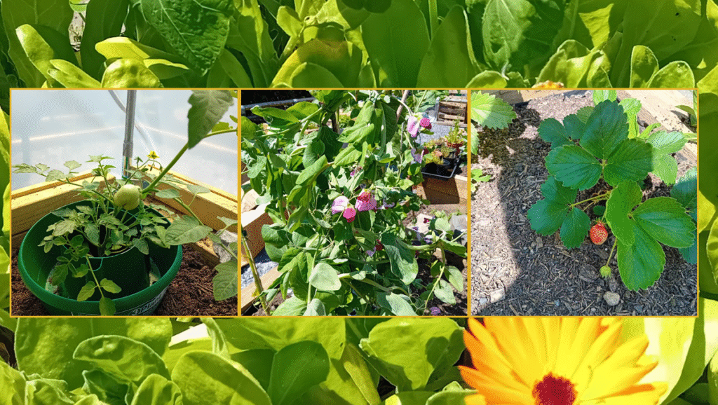 A photo collage of the Gardening Clubs latest produce, circa June 2025