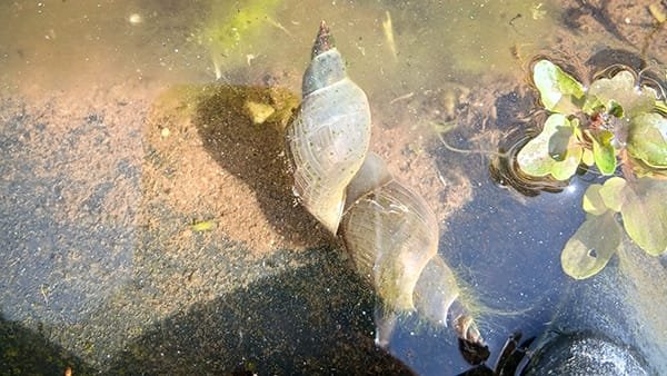 A close-up of two snails partially submerged in shallow water on a muddy surface, with green aquatic plants nearby