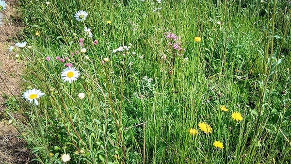 A patch of tall grass and wildflowers, including white daisies and small yellow flowers, growing in a natural meadow area